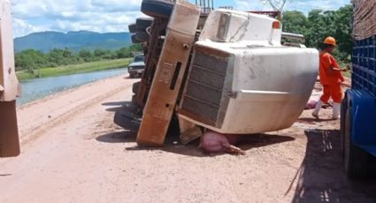 Aparatoso accidente en Cajeme: Tráiler que transporta 200 puercos se vuelca; mueren más de 150