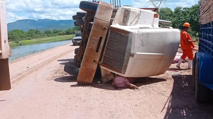Aparatoso accidente en Cajeme: Tráiler que transporta 200 puercos se vuelca; mueren más de 150