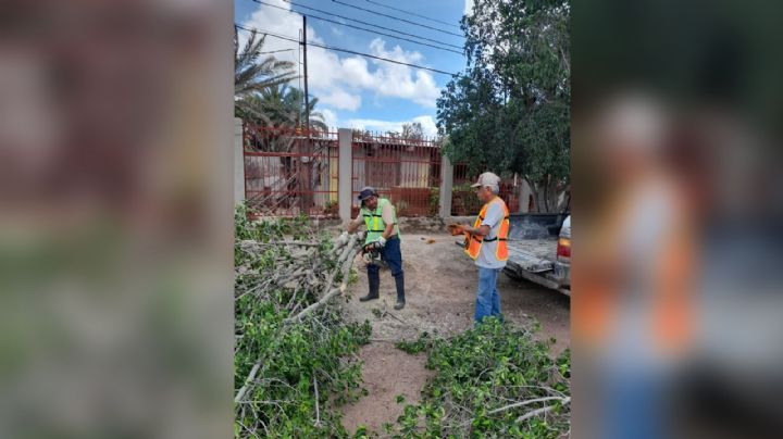 Árboles derribados por vientos del huracán 'Kay' son retirados en Empalme
