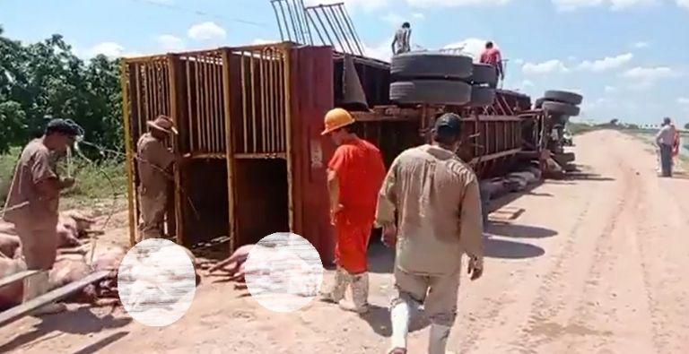 Se vuelca tráiler con cerdos. Foto: Facebook