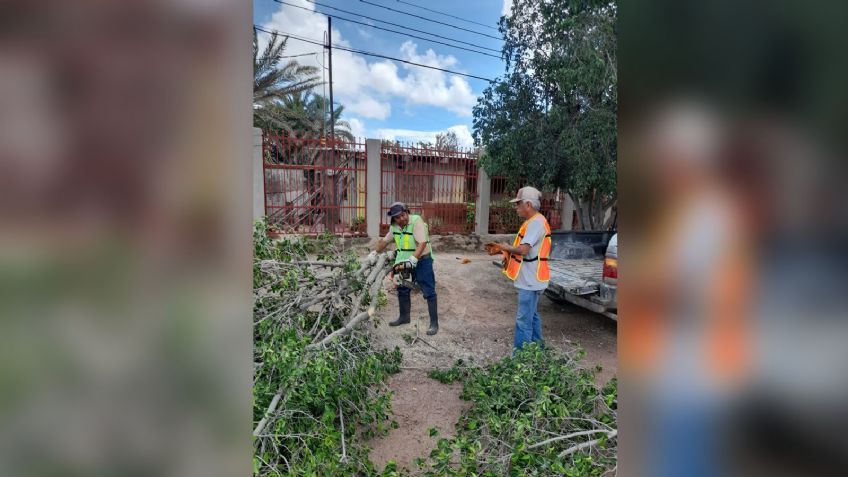 Árboles derribados por vientos del huracán 'Kay' son retirados en Empalme
