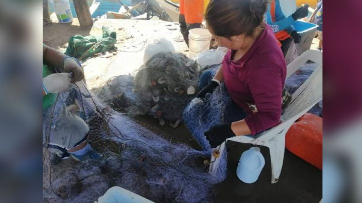 Primeros arribos presentan buena captura de camarón en Guaymas; pangas hasta con 200 kilos