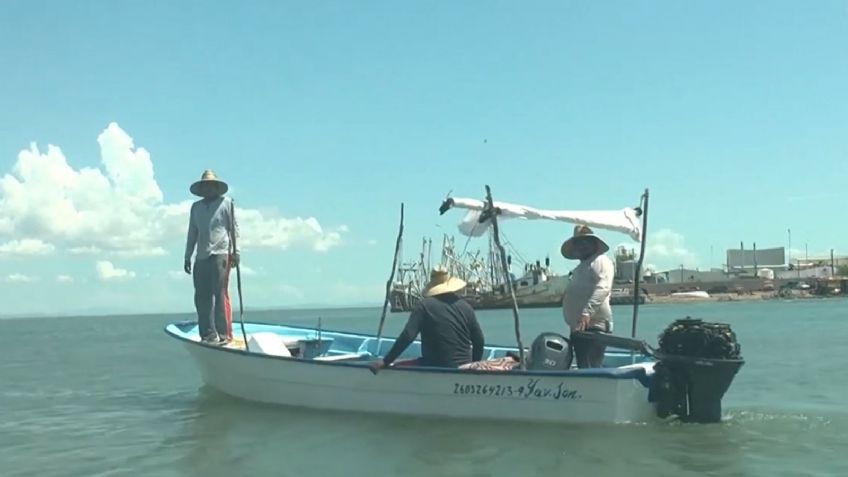 Pescadores salen en busca del 'oro rosado' en el Puerto de Yavaros