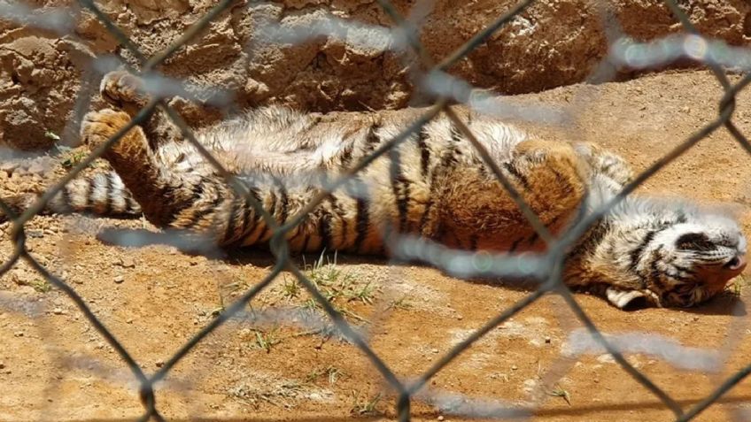 En Hidalgo: El Zoológico de Tulancingo da la bienvenida a su segundo cachorro de tigre