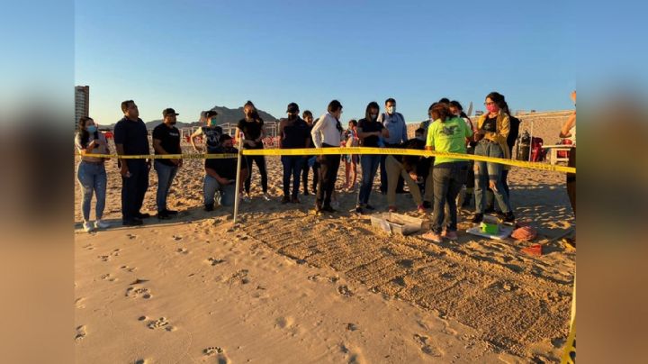 Cuatro mil ‘tortuguitas’ eclosionarían en San Carlos; los huevos son protegidos