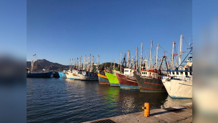 Sonora: 'Zarparán' 90 barcos camaroneros de Guaymas; arrancan temporada