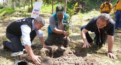 CDMX: Plantan 300 árboles en Bosques de las Lomas; Buscan reforestar la zona