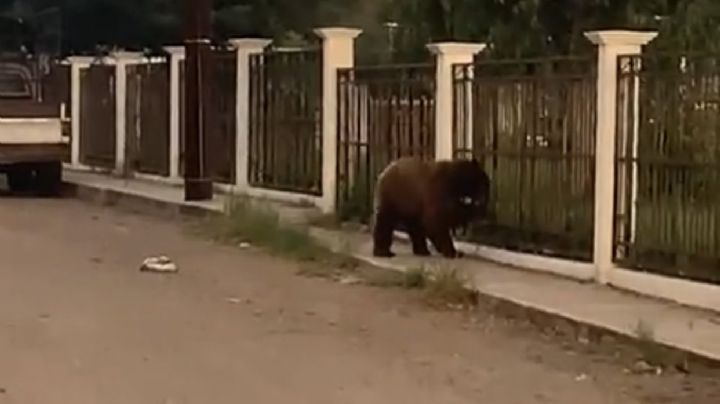 Habitantes de Cumpas 'siguen los pasos' de Coahuila y asesinan a un oso; buscaba comida