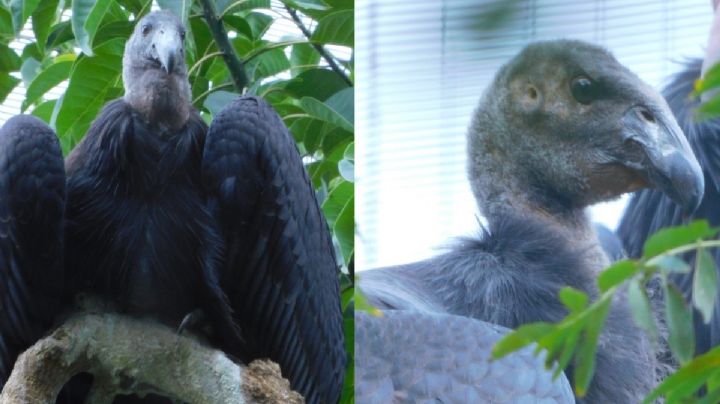 Conoce el nombre de los dos Cóndores que nacieron en el Zoológico de Chapultepec