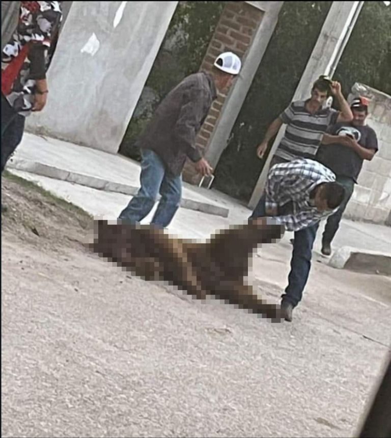 Matan a un oso negro en Cumpas