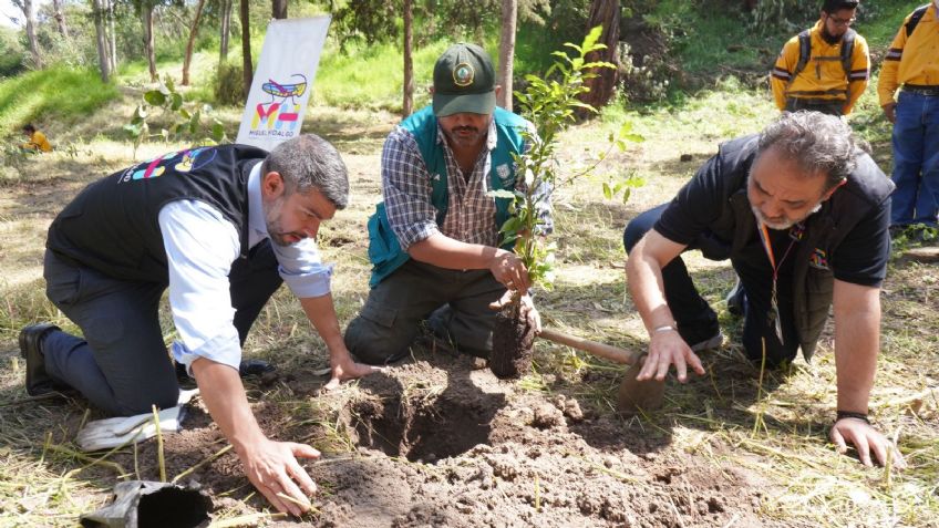 CDMX: Plantan 300 árboles en Bosques de las Lomas; Buscan reforestar la zona