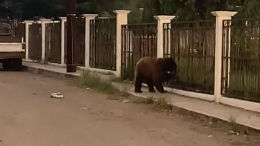 Habitantes de Cumpas 'siguen los pasos' de Coahuila y asesinan a un oso; buscaba comida