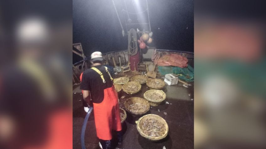 Barcos camaroneros del Puerto reportan 'regular' las capturas del crustáceo