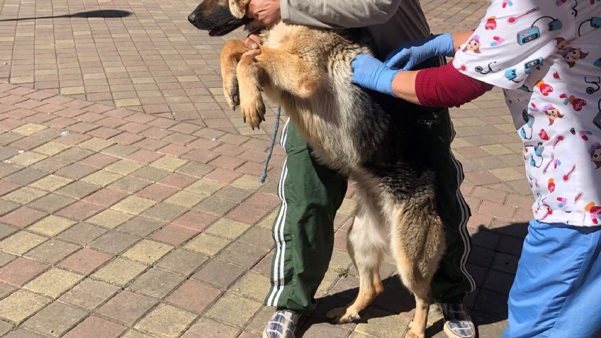 Lleva a tu perrito o gatito a vacunarse contra la rabia en el Estado de México