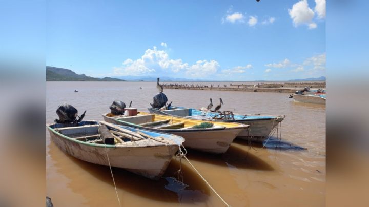 Temporada de camarón iniciaría 'tentativamente' a mediados de septiembre