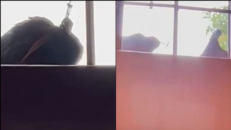 Will Smith es acosado por pavorreales