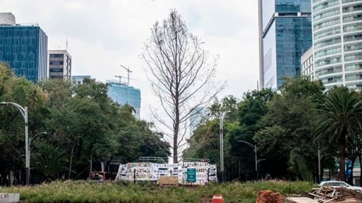 Gobierno de la CDMX va por proteger al ahuehuete de Reforma; estas medidas se aplicarán