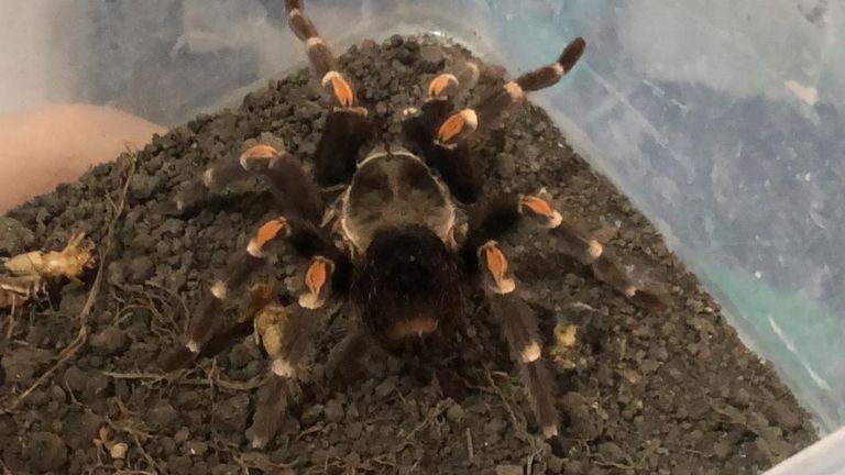 Tarántula rescatada en Tecámac