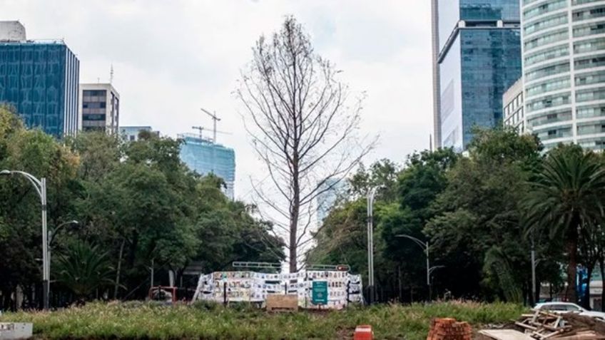 Gobierno de la CDMX va por proteger al ahuehuete de Reforma; estas medidas se aplicarán