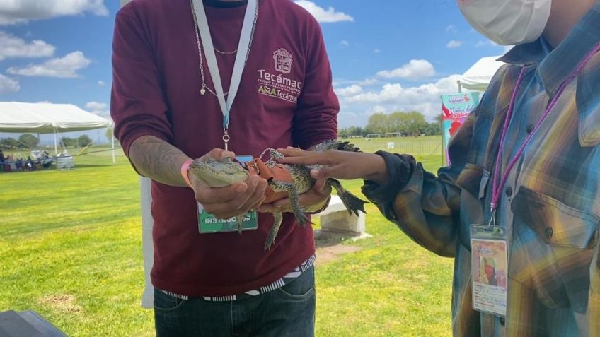 Rescatan a animales exóticos de un tianguis en Tecámac; Había tortugas y un caimán