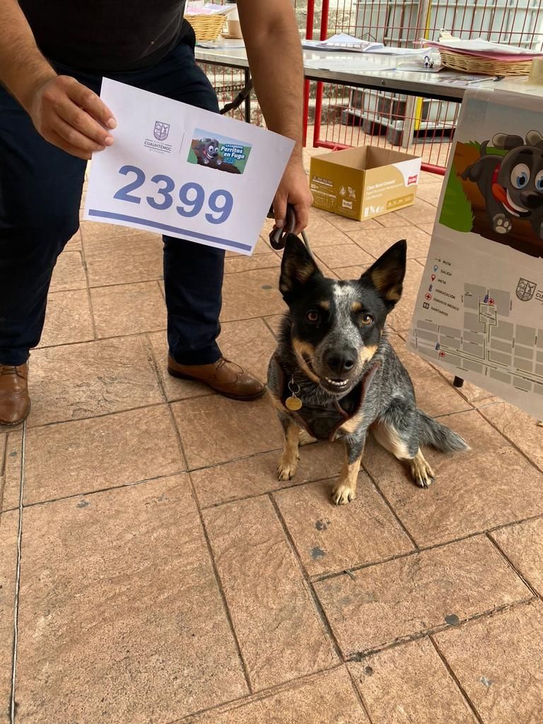 Participantes de la carrera Perritos en Fuga 2.5k
