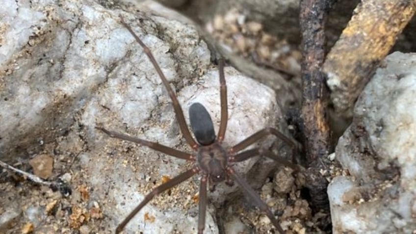 Alerta en Sonora: Salud advierte presencia de araña violinista; picaría a estudiante de Cajeme