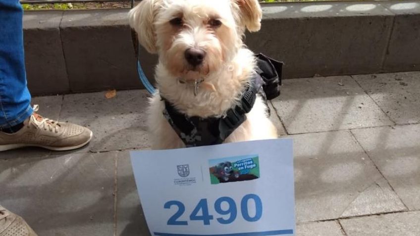 Estos lomitos participarán en la carrera “PERRITOS EN FUGA 2.5 K” en la Cuauhtémoc