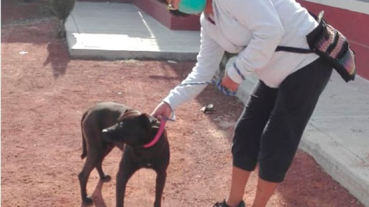 Con programa especial rescatan y dan en adopción a perritos en este municipio del Edomex