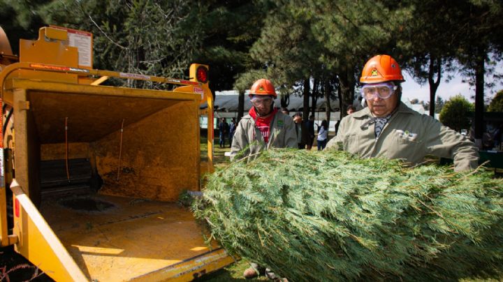 ¡Lleva el tuyo! Inicia campaña de Reciclaje de Árboles Navideños en el Estado de México