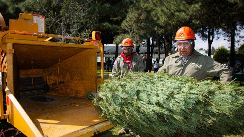 ¡Lleva el tuyo! Inicia campaña de Reciclaje de Árboles Navideños en el Estado de México