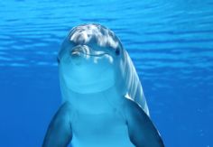 Foto ilustrativa de nota De no creerse:  Estudio demuestra que los delfines hacen esto cuando se exponen a un ruido fuerte