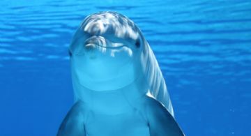 De no creerse:  Estudio demuestra que los delfines hacen esto cuando se exponen a un ruido fuerte