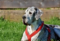 Foto ilustrativa de nota Qué no te engañen las apariencias, los perros pequeños serían más agresivos que los de gran tamaño