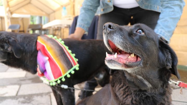Anuncian Jornada de Esterilización  de perros callejeros en el Cerro de la Estrella
