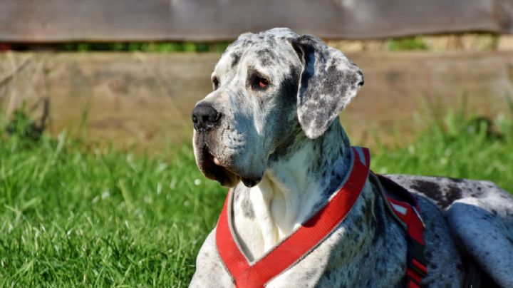 Qué no te engañen las apariencias, los perros pequeños serían más agresivos que los de gran tamaño