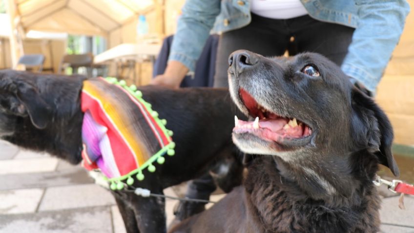 Anuncian Jornada de Esterilización  de perros callejeros en el Cerro de la Estrella