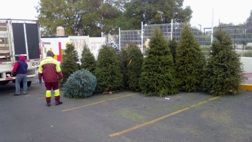 En estos lugares puedes reciclar tu Árbol de Navidad en el Estado de México