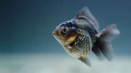 Foto que representa a VIDEO: ¿Igual que un zombi? Pez nada tranquilamente pese a ya no tener cabeza