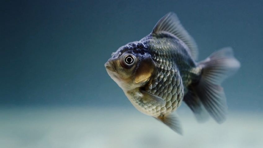 VIDEO: ¿Igual que un zombi? Pez nada tranquilamente pese a ya no tener cabeza