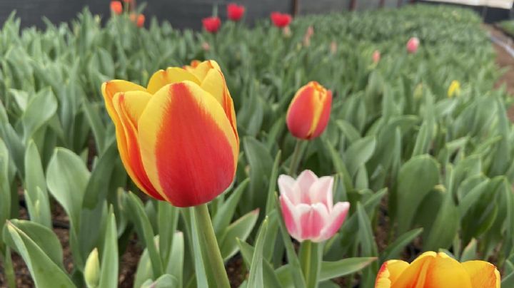 ¿Te gustan los Tulipanes? La CDMX produce 325 mil macetas para esta temporada