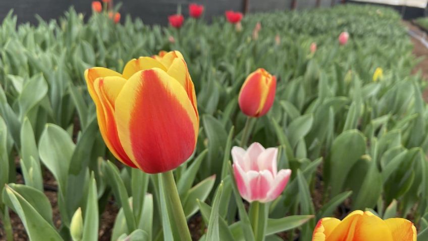 ¿Te gustan los Tulipanes? La CDMX produce 325 mil macetas para esta temporada