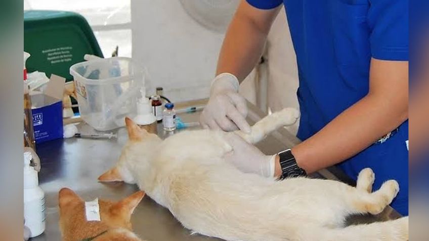 Activistas piden mayor apoyo para el rescate de animales callejeros en Cajeme