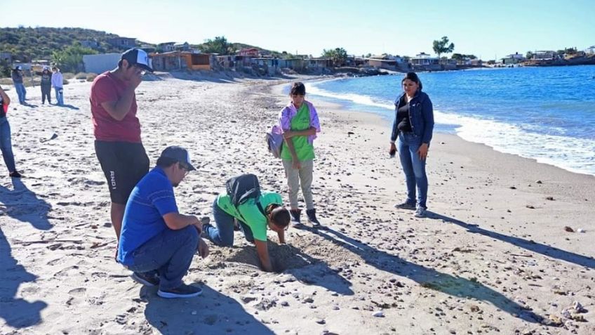 Ambientalistas logran rescatar 109 nidos de tortugas en playas de Guaymas