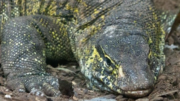 Tras ser rescatado en Xochimilco, reptil llega al Zoológico de Chapultepec para su conservación