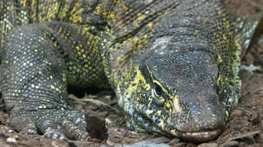 Tras ser rescatado en Xochimilco, reptil llega al Zoológico de Chapultepec para su conservación