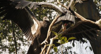 Zoológico de San Juan de Aragón se uniría a la lucha por preservar al Cóndor de California