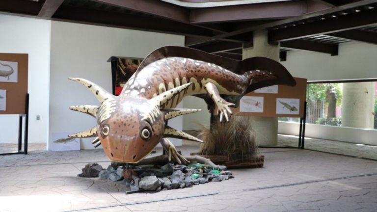 Anfibium en el Zoológico de Chapultepec