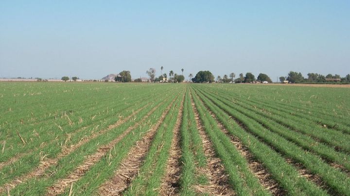 Debido a las bajas temperaturas, cultivos de calabaza y maíz en el Valle del Yaqui presentan daños