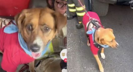 Bomberos de la CDMX presumen a 'Pepe', binomio que los acompaña en las emergencias