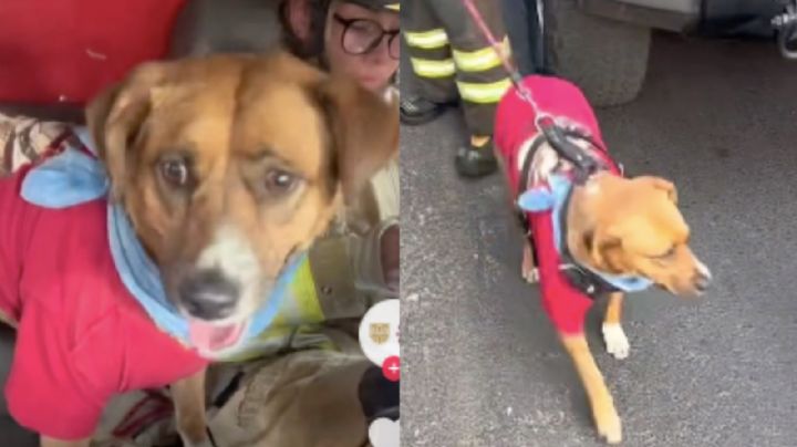 Bomberos de la CDMX presumen a 'Pepe', binomio que los acompaña en las emergencias